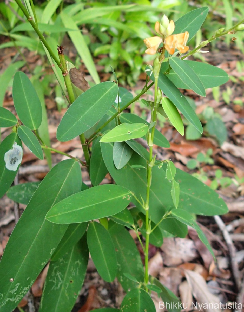 Codariocalyx motorius (Houtt.) H.Ohashi